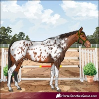 Horse Color:Bay Tobiano Appaloosa 