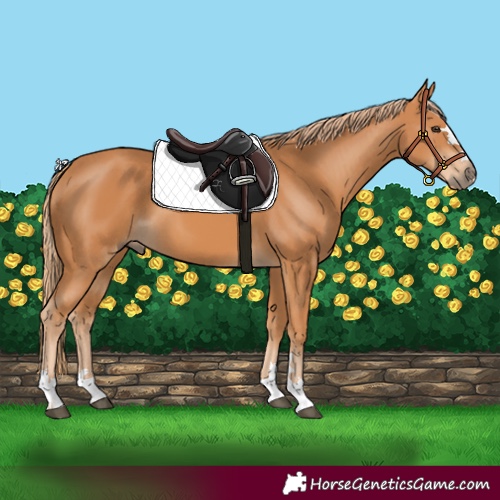 Horse Color:Unknown 