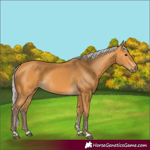 Horse Color:Silver Buckskin