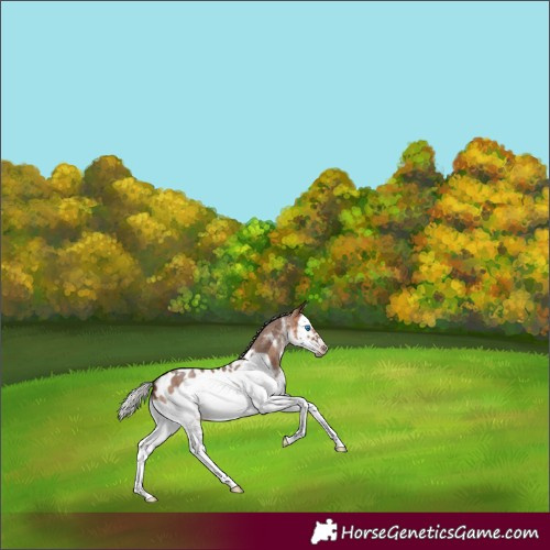 Horse Color:Gray White Spotted Silver Amber Champagne Splash Frame Appaloosa Rabicano 