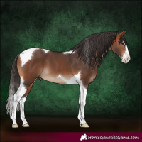 Horse Color:Bay Splash Tobiano