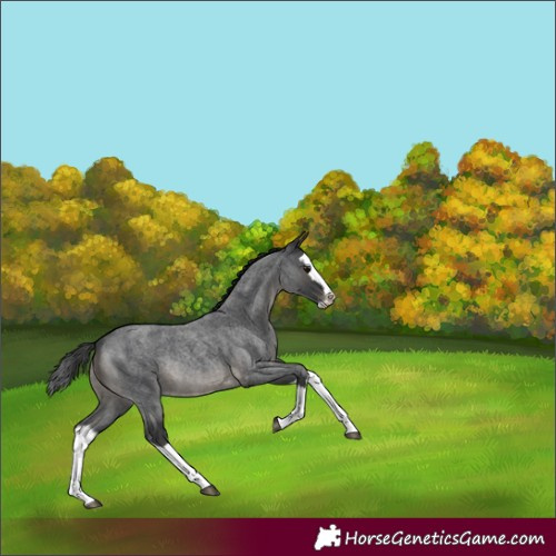 Horse Color:Blue Roan Splash Rabicano
