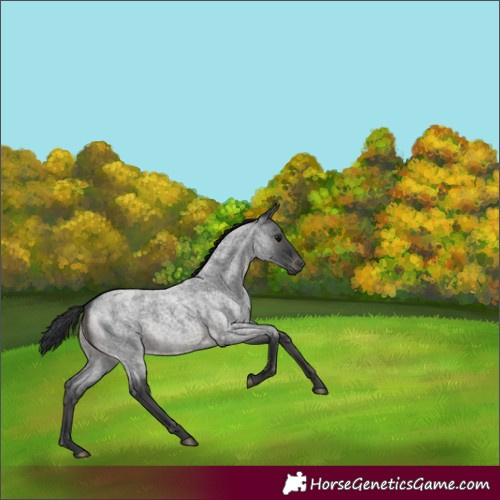 Horse Color:Blue Roan 