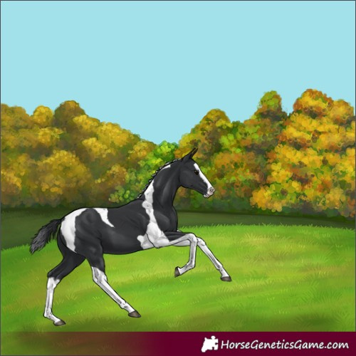 Horse Color:Black Splash Tobiano 