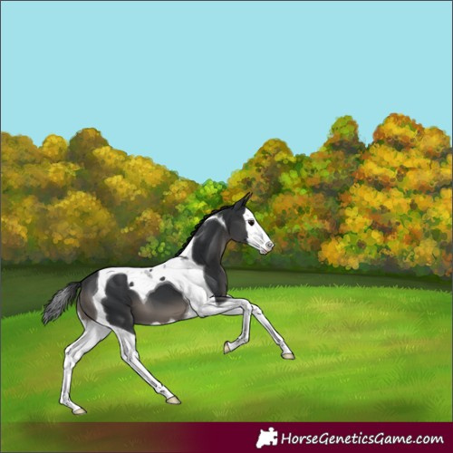 Horse Color:Black Splash Tobiano
