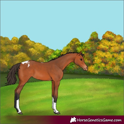 Horse Color:Bay Tobiano Appaloosa