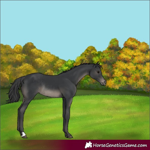 Horse Color:Black Varnish Rabicano 