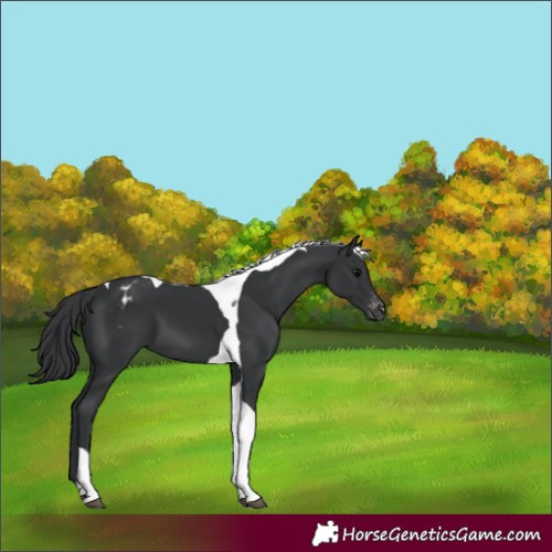 Horse Color:Black Tobiano Varnish 