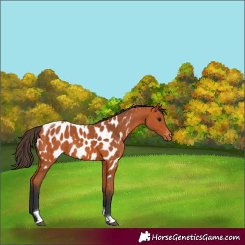 Horse Color:Bay Tobiano Blanket Rabicano