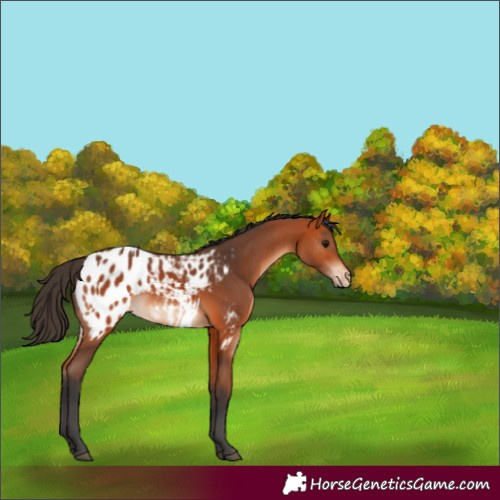 Horse Color:Bay Appaloosa 