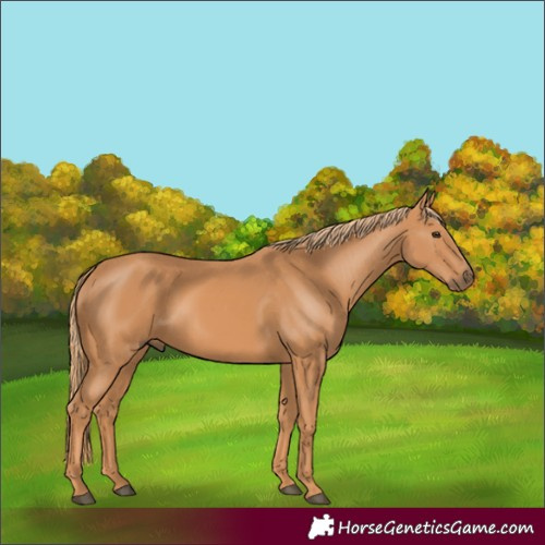 Horse Color:Unknown 