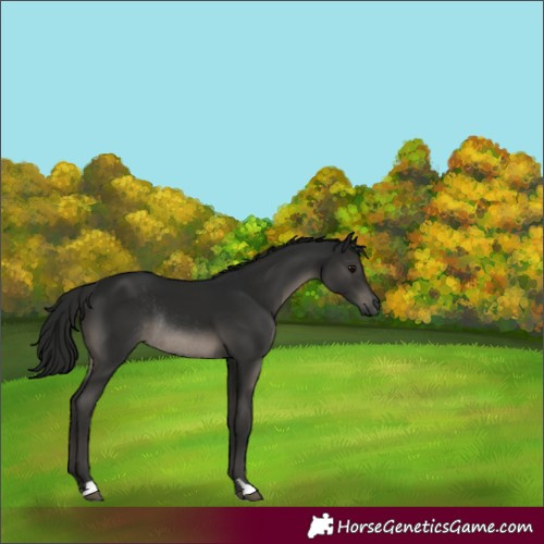 Horse Color:Gray Smoky Black Rabicano 