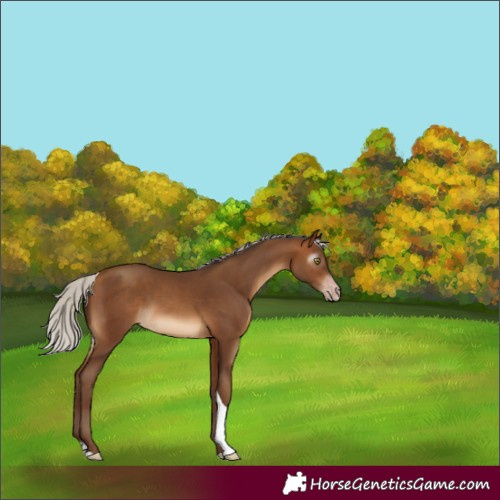 Horse Color:Gray Silver Sable Champagne Tobiano Rabicano