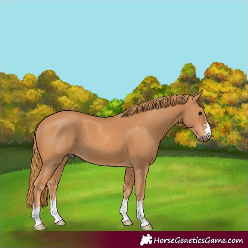 Horse Color:Unknown 