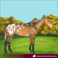 Horse Color:White Spotted Silver Buckskin Appaloosa Rabicano 