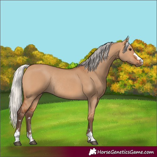 Horse Color:Silver Bay Dun Rabicano