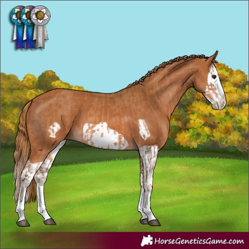 Horse Color:Chestnut Splash Frame  and Chestnut Splash Frame 
