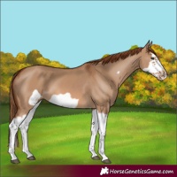 Horse Color:Red Dun Splash and Red Dun Splash Frame