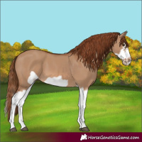 Horse Color:Red Dun Splash  and Red Dun Splash Frame 