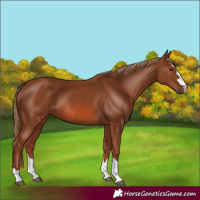 Horse Color:Chestnut 