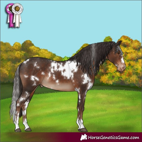 Horse Color:White Spotted Liver Chestnut Appaloosa 