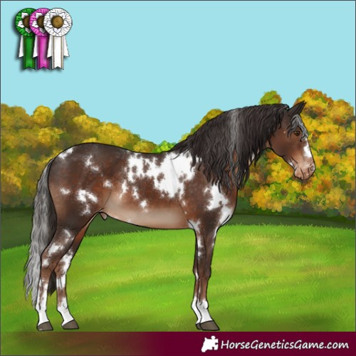 Horse Color:White Spotted Liver Chestnut Varnish 