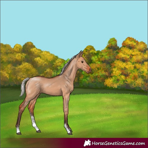 Horse Color:Silver Bay Dun Sabino