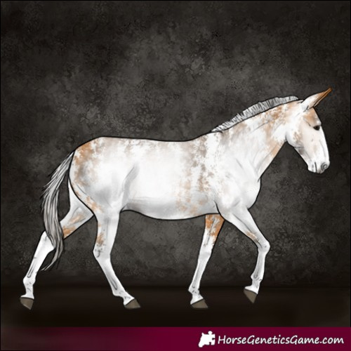 Horse Color:Gray Buckskin Sabino Rabicano 