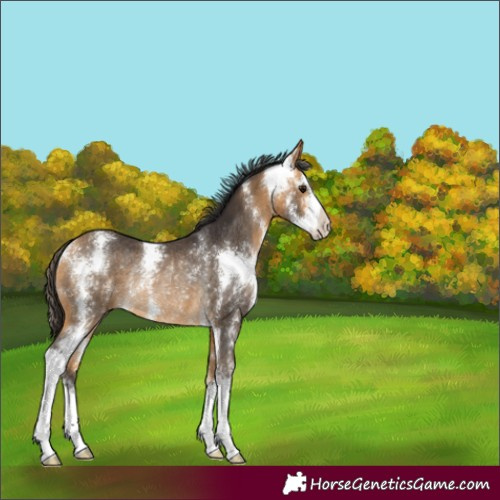 Horse Color:Buckskin Sabino Rabicano