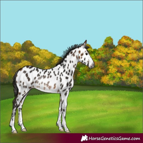 Horse Color:Gray Buckskin Near Leopard Rabicano