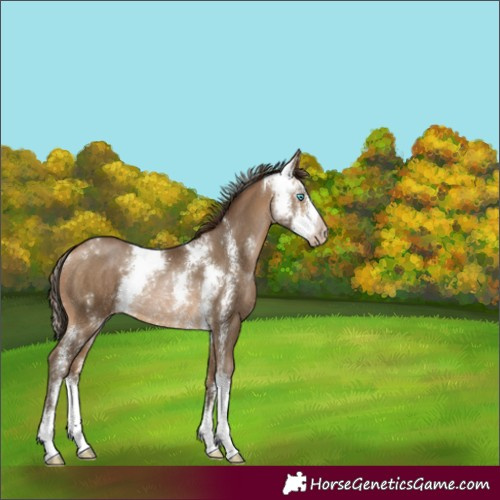Horse Color:Gray Buckskin Pearl Sabino Rabicano 