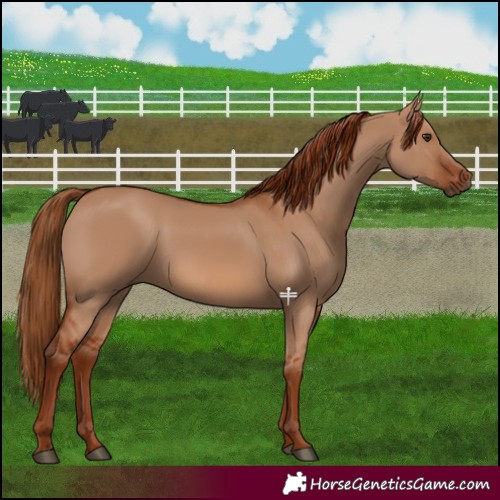 Horse Color:Red Dun 