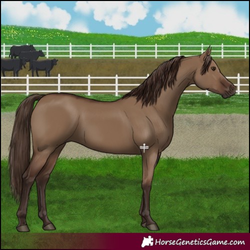 Horse Color:Liver Red Dun 