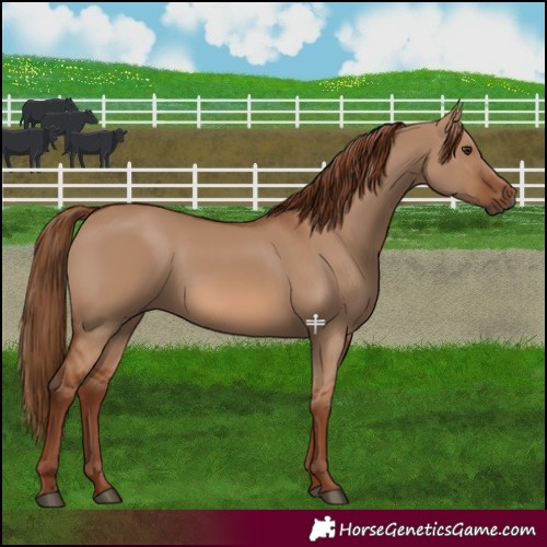 Horse Color:Red Dun 