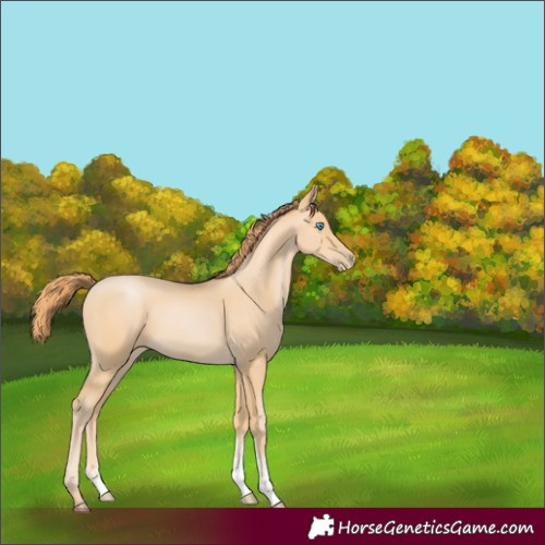 Horse Color:Buckskin Pearl Sabino 