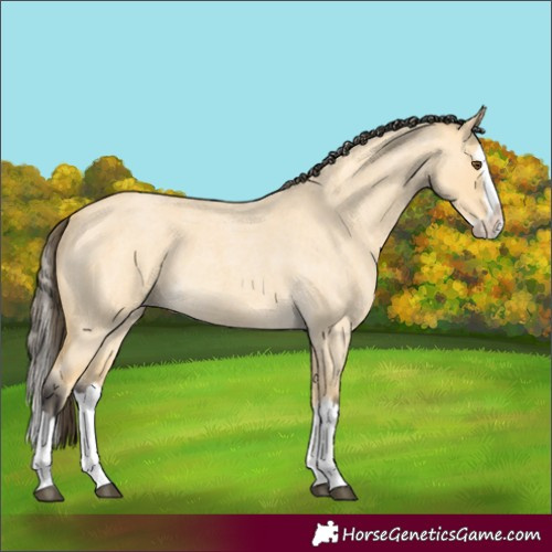 Horse Color:Buckskin Roan Dun Splash