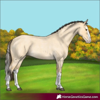 Horse Color:Buckskin Roan Dun Splash 
