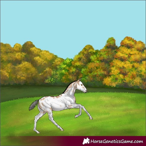 Horse Color:Gray Bay Dun Splash Frame Near Leopard Rabicano