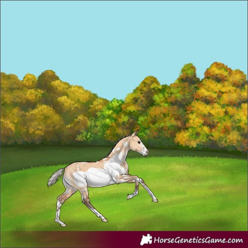 Horse Color:White Spotted Silver Bay Dun Frame