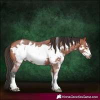 Horse Color:Bay Sabino Frame
