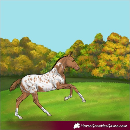 Horse Color:Chestnut Blanket 