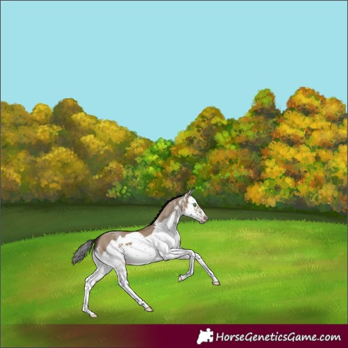 Horse Color:Gray White Spotted Classic Champagne Dun Splash Frame