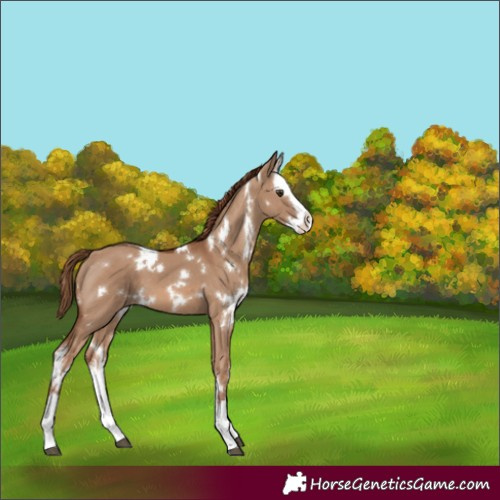 Horse Color:White Spotted Red Dun Splash 