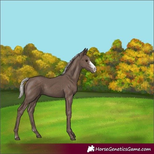 Horse Color:Silver Black Sabino Rabicano 