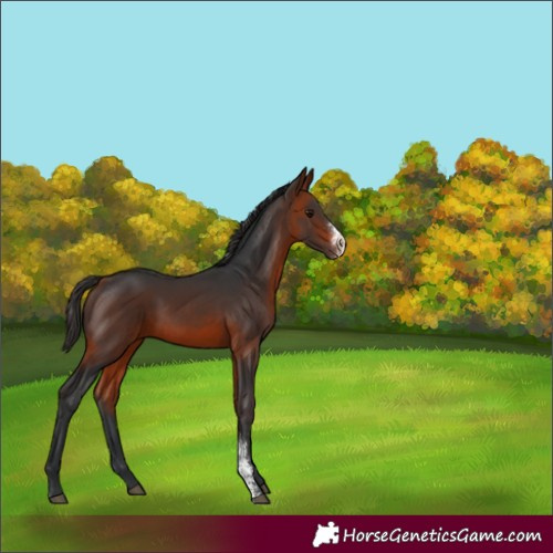 Horse Color:Brown Sabino Rabicano 