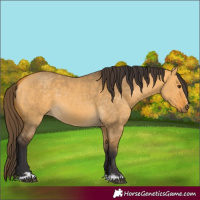 Horse Color:Buckskin Dun  and Buckskin Dun 