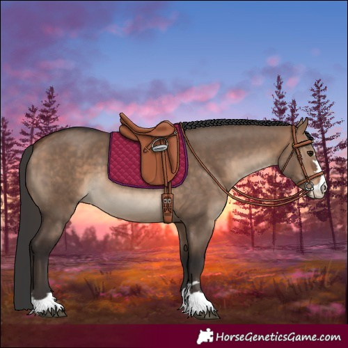 Horse Color:Bay Dun