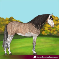 Horse Color:Bay Dun  and Bay Dun Splash 