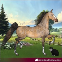 Horse Color:Brown Dun  and Buckskin Dun 