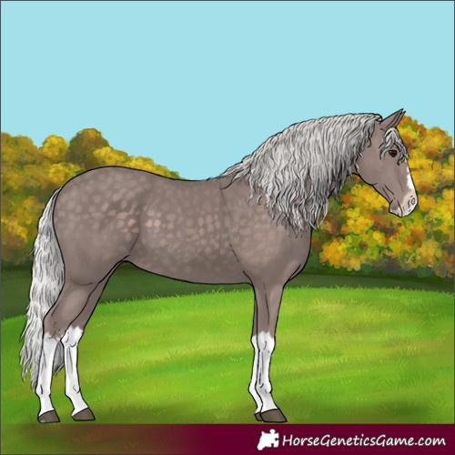 Horse Color:Platinum Silver Black Splash 